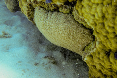 Physogyra lichtensteini