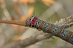 Hecatesia fenestrata