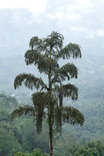 Caryota urens
