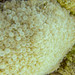 Pearl Bubble Coral - Photo (c) Ryan McMinds, some rights reserved (CC BY)