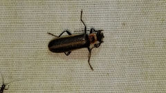 Podabrus appendiculatus