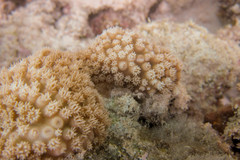 Turbinaria stellulata