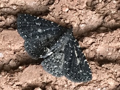 Metalectra tantillus