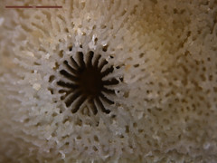 Turbinaria stellulata