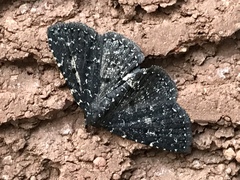 Metalectra tantillus