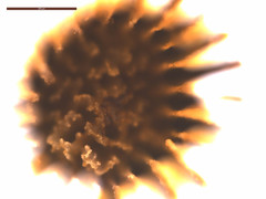 Turbinaria stellulata