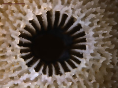 Turbinaria stellulata