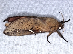 Oxycanus sirpus
