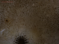 Turbinaria stellulata