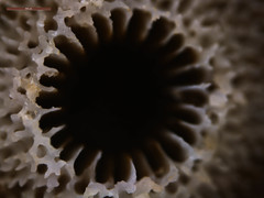 Turbinaria stellulata