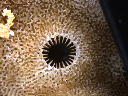 Turbinaria stellulata