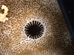 Turbinaria stellulata