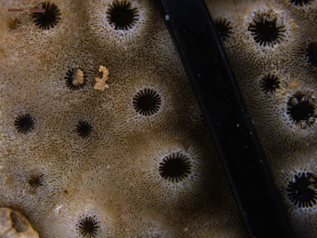 disc coral