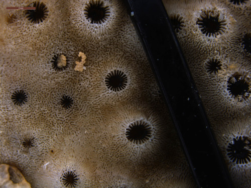 disc coral