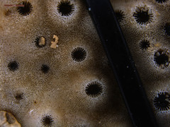 Turbinaria stellulata