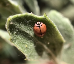 Cheilomenes propinqua vicina