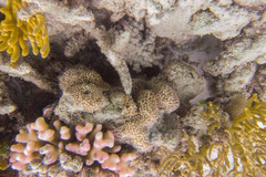 Turbinaria stellulata