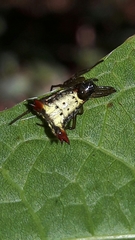 Micrathena plana