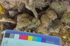 Turbinaria stellulata