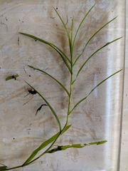 Potamogeton robbinsii