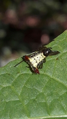 Micrathena plana