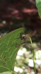 Micrathena plana