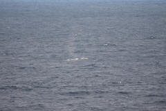 Balaenoptera physalus