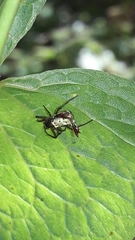 Micrathena plana