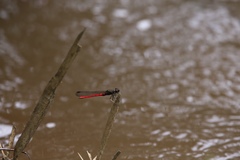 Chlorocypha victoriae