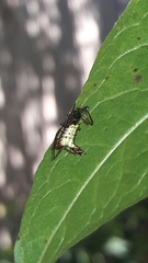 Micrathena plana