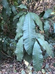 Tabernaemontana ventricosa