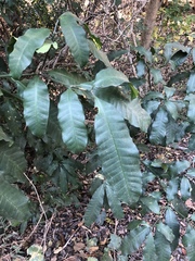 Tabernaemontana ventricosa