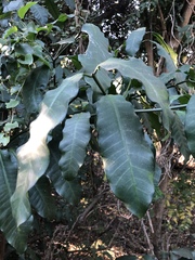 Tabernaemontana ventricosa