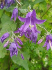 Campanula rapunculoides