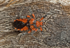 Tegea atropicta