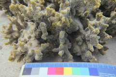 Montipora hispida