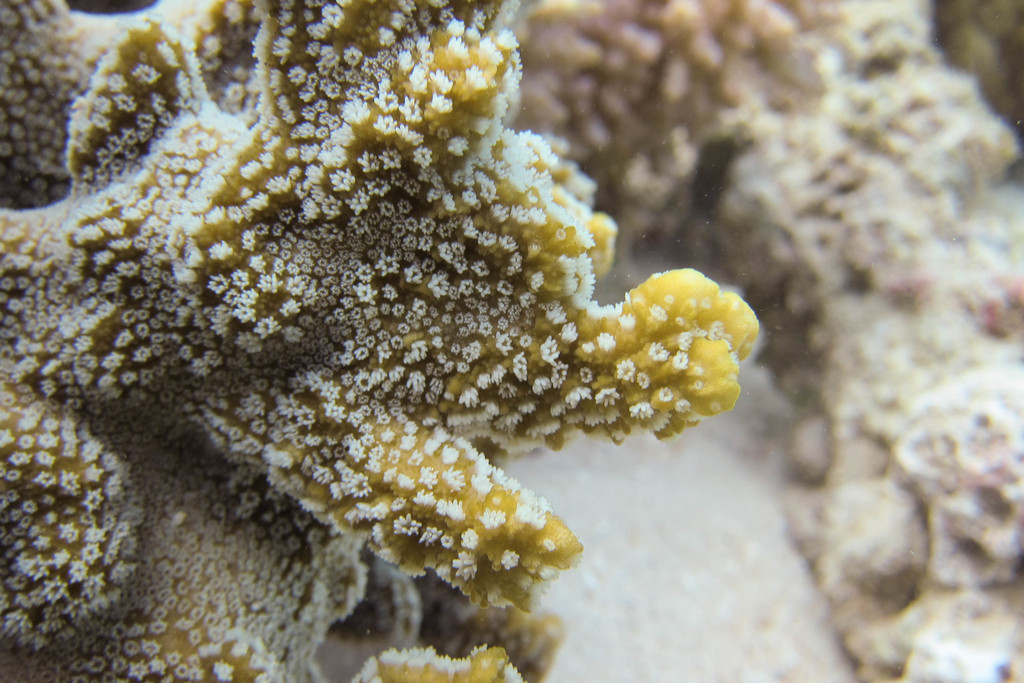 pore coral