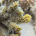 Montipora hispida - Photo (c) Ryan McMinds, some rights reserved (CC BY)