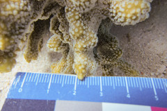 Montipora hispida