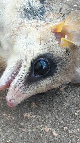 Gracilinanus agilis