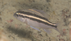 Whitecheek Monocle Bream photo 2