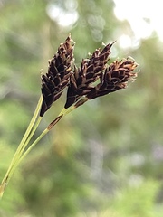 Carex atratiformis