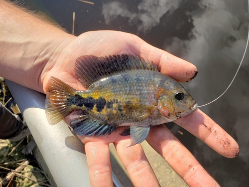 Redhead cichlid (Vieja melanura) — Cichlidae — 2