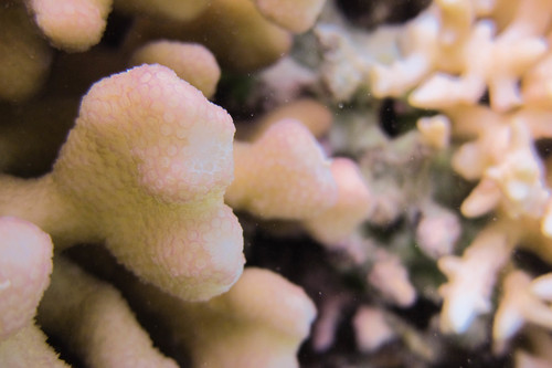 Stylophora pistillata