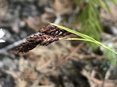 Carex atratiformis