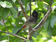 Pycnonotus cafer