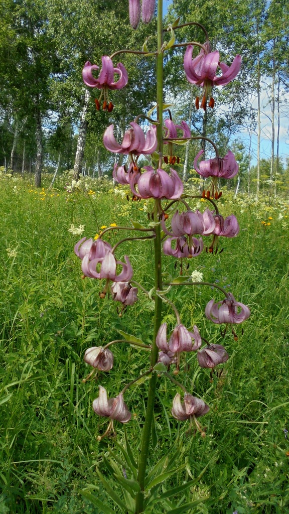 Fotos de Azucena Silvestre (Lilium martagon) · NaturaLista Mexico