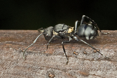 Polyrhachis machaon