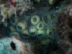 Echinophyllia orpheensis
