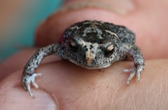 Pseudophryne guentheri